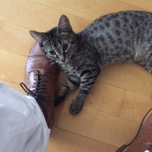 Meet your Posher, Robin